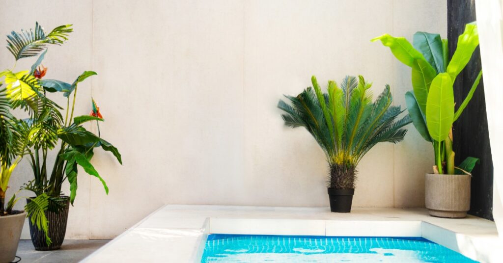 A plunge pool with clear blue water, surrounded by tropical potted plants against a light-colored wall in a modern wellness space.